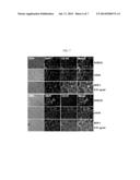 PEPTIDE BFP4 FOR PROMOTING OSTEOGENESIS OR VASCULARIZATION AND USE THEREOF diagram and image