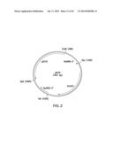 METHOD FOR PRODUCING PROTEINS IN PICHIA PASTORIS THAT LACK DETECTABLE     CROSS BINDING ACTIVITY TO ANTIBODIES AGAINST HOST CELL ANTIGENS diagram and image