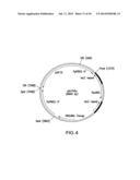 METHOD FOR PRODUCING PROTEINS IN PICHIA PASTORIS THAT LACK DETECTABLE     CROSS BINDING ACTIVITY TO ANTIBODIES AGAINST HOST CELL ANTIGENS diagram and image