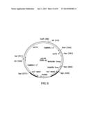 METHOD FOR PRODUCING PROTEINS IN PICHIA PASTORIS THAT LACK DETECTABLE     CROSS BINDING ACTIVITY TO ANTIBODIES AGAINST HOST CELL ANTIGENS diagram and image