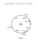 METHOD FOR PRODUCING PROTEINS IN PICHIA PASTORIS THAT LACK DETECTABLE     CROSS BINDING ACTIVITY TO ANTIBODIES AGAINST HOST CELL ANTIGENS diagram and image