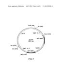 METHOD FOR PRODUCING PROTEINS IN PICHIA PASTORIS THAT LACK DETECTABLE     CROSS BINDING ACTIVITY TO ANTIBODIES AGAINST HOST CELL ANTIGENS diagram and image