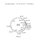 METHOD FOR PRODUCING PROTEINS IN PICHIA PASTORIS THAT LACK DETECTABLE     CROSS BINDING ACTIVITY TO ANTIBODIES AGAINST HOST CELL ANTIGENS diagram and image