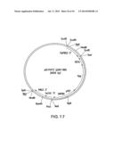 METHOD FOR PRODUCING PROTEINS IN PICHIA PASTORIS THAT LACK DETECTABLE     CROSS BINDING ACTIVITY TO ANTIBODIES AGAINST HOST CELL ANTIGENS diagram and image