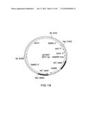 METHOD FOR PRODUCING PROTEINS IN PICHIA PASTORIS THAT LACK DETECTABLE     CROSS BINDING ACTIVITY TO ANTIBODIES AGAINST HOST CELL ANTIGENS diagram and image