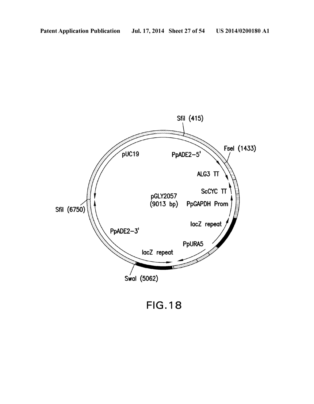 METHOD FOR PRODUCING PROTEINS IN PICHIA PASTORIS THAT LACK DETECTABLE     CROSS BINDING ACTIVITY TO ANTIBODIES AGAINST HOST CELL ANTIGENS - diagram, schematic, and image 28