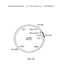 METHOD FOR PRODUCING PROTEINS IN PICHIA PASTORIS THAT LACK DETECTABLE     CROSS BINDING ACTIVITY TO ANTIBODIES AGAINST HOST CELL ANTIGENS diagram and image