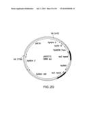 METHOD FOR PRODUCING PROTEINS IN PICHIA PASTORIS THAT LACK DETECTABLE     CROSS BINDING ACTIVITY TO ANTIBODIES AGAINST HOST CELL ANTIGENS diagram and image