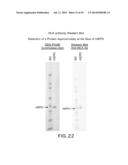 METHOD FOR PRODUCING PROTEINS IN PICHIA PASTORIS THAT LACK DETECTABLE     CROSS BINDING ACTIVITY TO ANTIBODIES AGAINST HOST CELL ANTIGENS diagram and image