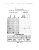 METHOD FOR PRODUCING PROTEINS IN PICHIA PASTORIS THAT LACK DETECTABLE     CROSS BINDING ACTIVITY TO ANTIBODIES AGAINST HOST CELL ANTIGENS diagram and image