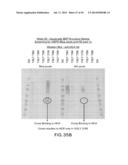 METHOD FOR PRODUCING PROTEINS IN PICHIA PASTORIS THAT LACK DETECTABLE     CROSS BINDING ACTIVITY TO ANTIBODIES AGAINST HOST CELL ANTIGENS diagram and image