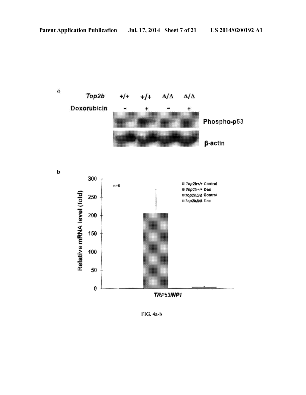 TOPOISOMERASE 2B AS A PREDICTOR OF SUSCEPTIBILITY TO ANTHRACYCLINE-INDUCED     CARDIOTOXICITY - diagram, schematic, and image 08