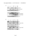 Combination of a Statin and a Taxane for the Treatment of Gastric Cancer diagram and image