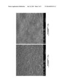 FLEXIBLE, SEMICONDUCTING NANOCOMPOSITE MATERIALS BASED ON NANOCRYSTALLINE     CELLULOSE AND POLYANILINE diagram and image