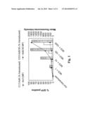 METHODS AND COMPOSITIONS FOR INCREASED TRANSGENE EXPRESSION diagram and image