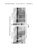 METHODS AND COMPOSITIONS FOR INCREASED TRANSGENE EXPRESSION diagram and image