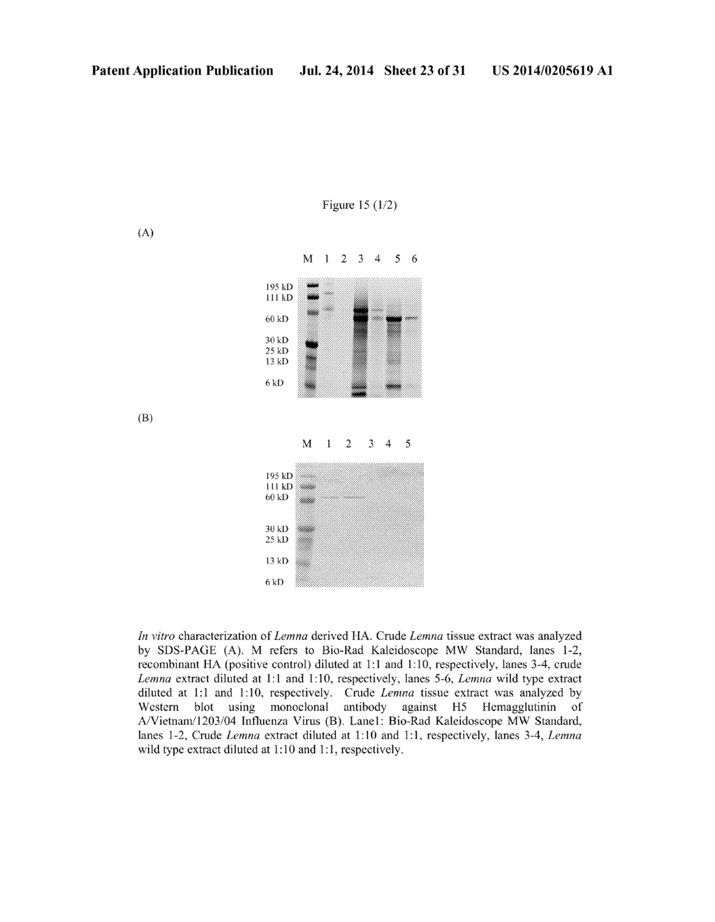 RECOMBINANT AVIAN INFLUENZA VACCINE AND USES THEREOF - diagram, schematic, and image 24