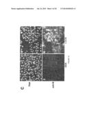 ENGINEERED RESPIRATORY SYNCYTIAL VIRUSES WITH CONTROL OF CELL-TO-CELL     VIRUS TRANSMISSION FOR ENHANCED SAFETY OF LIVE VIRUS VACCINES diagram and image