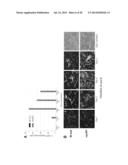 ENGINEERED RESPIRATORY SYNCYTIAL VIRUSES WITH CONTROL OF CELL-TO-CELL     VIRUS TRANSMISSION FOR ENHANCED SAFETY OF LIVE VIRUS VACCINES diagram and image