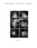 ENGINEERED RESPIRATORY SYNCYTIAL VIRUSES WITH CONTROL OF CELL-TO-CELL     VIRUS TRANSMISSION FOR ENHANCED SAFETY OF LIVE VIRUS VACCINES diagram and image