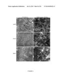 ENGINEERED RESPIRATORY SYNCYTIAL VIRUSES WITH CONTROL OF CELL-TO-CELL     VIRUS TRANSMISSION FOR ENHANCED SAFETY OF LIVE VIRUS VACCINES diagram and image