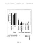 DOWN REGULATION OF THE GENE EXPRESSION BY MEANS OF NUCLEIC ACID-LOADED     VIRUS-LIKE PARTICLES diagram and image