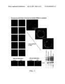 DOWN REGULATION OF THE GENE EXPRESSION BY MEANS OF NUCLEIC ACID-LOADED     VIRUS-LIKE PARTICLES diagram and image