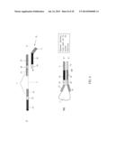 SEQUENCE AMPLIFICATION WITH LINEAR PRIMERS diagram and image