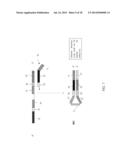 SEQUENCE AMPLIFICATION WITH LINEAR PRIMERS diagram and image