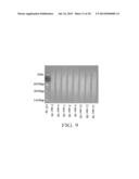 SEQUENCE AMPLIFICATION WITH LINEAR PRIMERS diagram and image