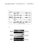 Method and Kit for DNA Typing of HLA Gene diagram and image