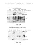 METHODS AND KITS FOR DETECTING MASTITIS diagram and image