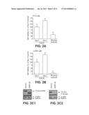 Method for Identifying Agents that Inhibit Cell Migration, Promote Cell     Adhesion and Prevent Metastasis diagram and image