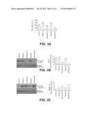 Method for Identifying Agents that Inhibit Cell Migration, Promote Cell     Adhesion and Prevent Metastasis diagram and image