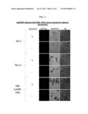 SPLIT PEROXIDASES AND METHODS OF USE diagram and image