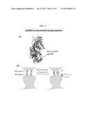 SPLIT PEROXIDASES AND METHODS OF USE diagram and image