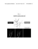 SPLIT PEROXIDASES AND METHODS OF USE diagram and image