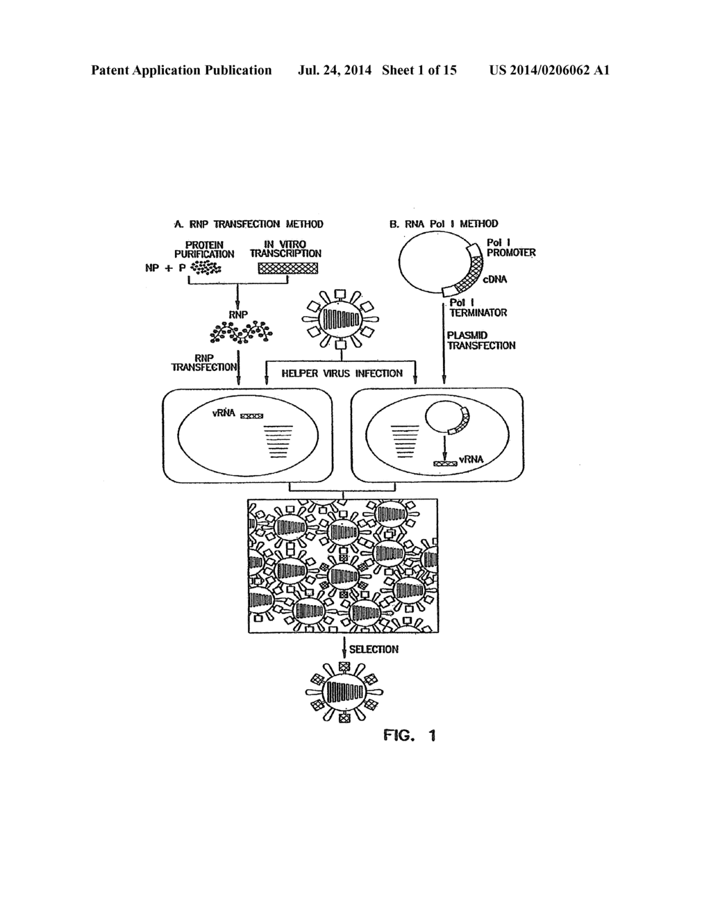 Recombinant Influenza Viruses for Vaccines and Gene Therapy - diagram, schematic, and image 02