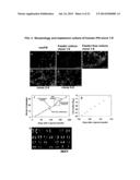 HUMAN PLURIPOTENT STEM CELLS INDUCED FROM UNDIFFERENTIATED STEM CELLS     DERIVED FROM A HUMAN POSTNATAL TISSUE diagram and image