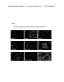 HUMAN PLURIPOTENT STEM CELLS INDUCED FROM UNDIFFERENTIATED STEM CELLS     DERIVED FROM A HUMAN POSTNATAL TISSUE diagram and image