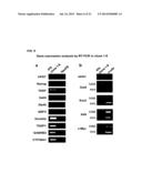 HUMAN PLURIPOTENT STEM CELLS INDUCED FROM UNDIFFERENTIATED STEM CELLS     DERIVED FROM A HUMAN POSTNATAL TISSUE diagram and image