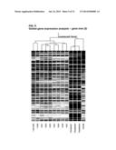 HUMAN PLURIPOTENT STEM CELLS INDUCED FROM UNDIFFERENTIATED STEM CELLS     DERIVED FROM A HUMAN POSTNATAL TISSUE diagram and image