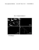 HUMAN PLURIPOTENT STEM CELLS INDUCED FROM UNDIFFERENTIATED STEM CELLS     DERIVED FROM A HUMAN POSTNATAL TISSUE diagram and image