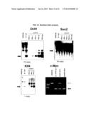 HUMAN PLURIPOTENT STEM CELLS INDUCED FROM UNDIFFERENTIATED STEM CELLS     DERIVED FROM A HUMAN POSTNATAL TISSUE diagram and image