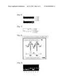 NUCLEIC ACID CONSTRUCT, NUCLEIC ACID-PROTEIN COMPLEX, AND USE THEREOF diagram and image