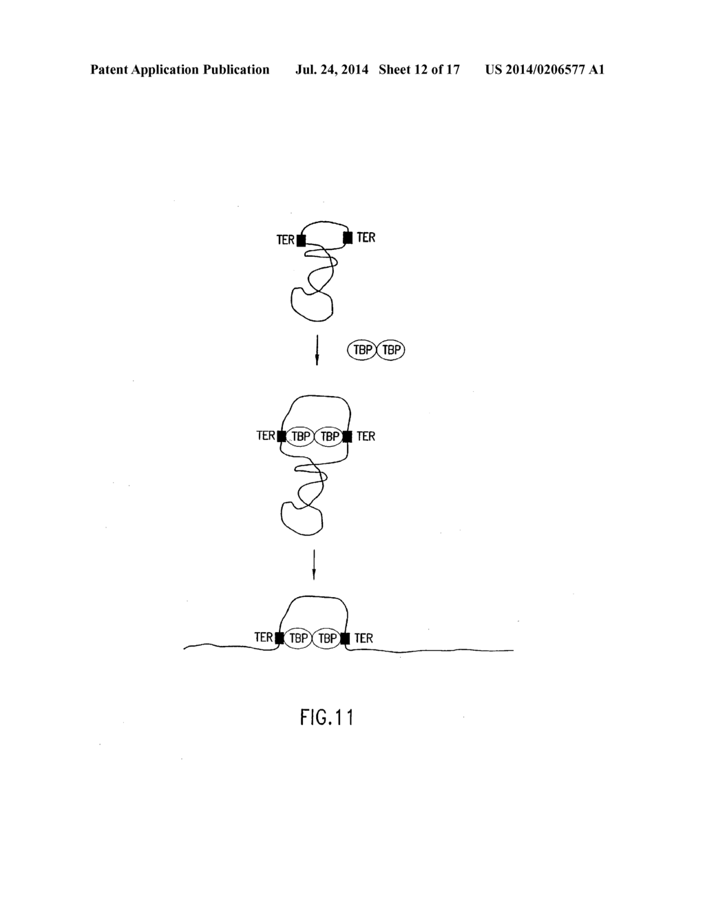 COMPOSITIONS AND METHODS FOR MOLECULAR BIOLOGY - diagram, schematic, and image 13