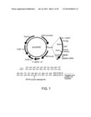 PEPTIDE FOR INDUCING REGENERATION OF TISSUE AND USE THEREOF diagram and image