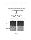 PEPTIDE FOR INDUCING REGENERATION OF TISSUE AND USE THEREOF diagram and image