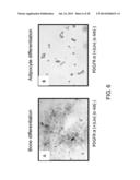 PEPTIDE FOR INDUCING REGENERATION OF TISSUE AND USE THEREOF diagram and image