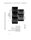 PEPTIDE FOR INDUCING REGENERATION OF TISSUE AND USE THEREOF diagram and image